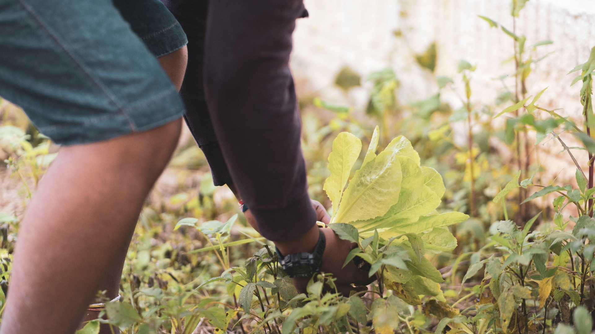 Ramassage des feuilles